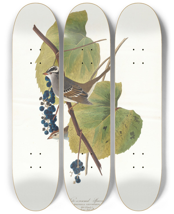 Triptych art skateboard deck of John James Audubon Whitecrowned Sparrow by John James Audubon (1785-1851)