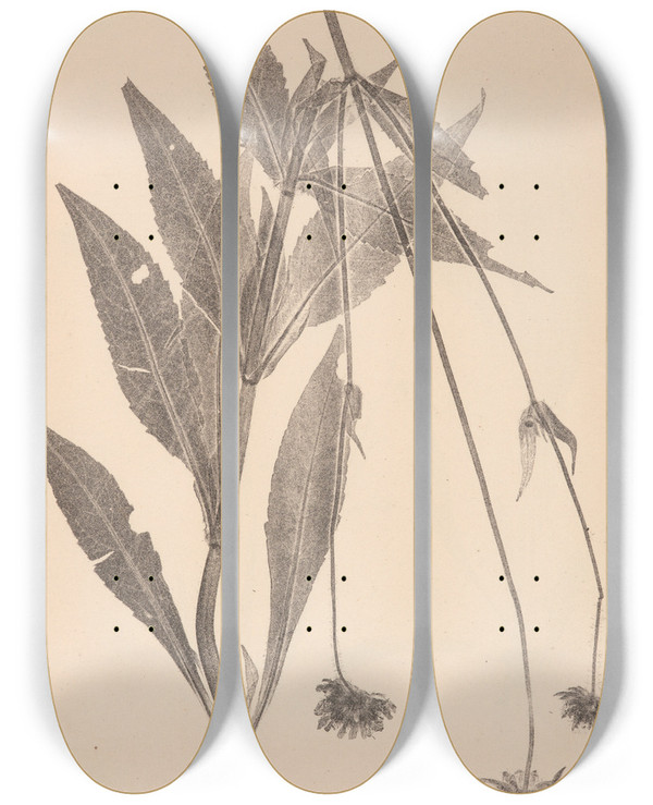Triptych art skateboard deck of Louis Antoine Cusin Herbier De La Flore Franaise Pl0722 by Louis Antoine Cusin (1824-1901)