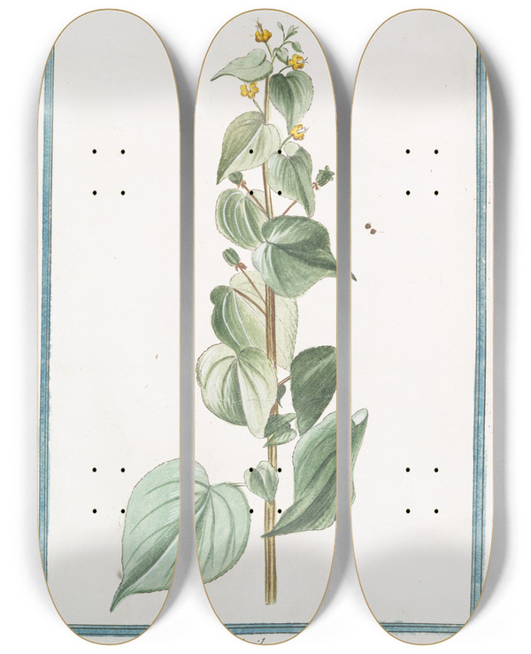 Triptych art skateboard deck of Giorgio Bonelli Abutilon Crispum Floribus Melinis Parvis Mauve Des Indes by Giorgio Bonelli (1742-1782)