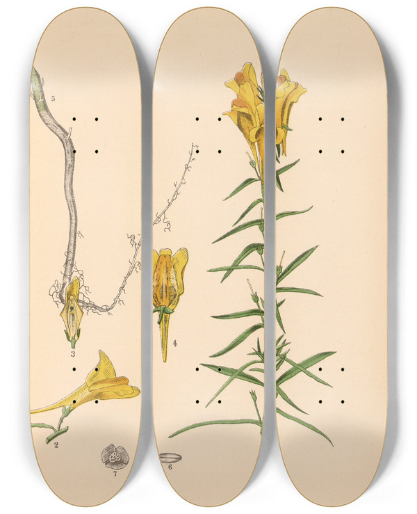 Triptych art skateboard deck of Charles Frederick Millspaugh Medicinal Plants Pl004 by Charles Frederick Millspaugh (1854-1923)