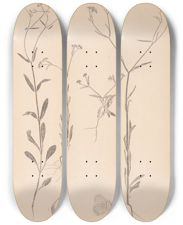 Triptych art skateboard deck of Louis Antoine Cusin Herbier De La Flore Franaise Pl0694 by Louis Antoine Cusin (1824-1901)