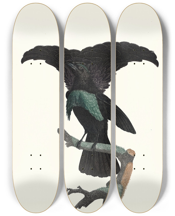 Triptych art skateboard deck of Jacques Barraband Le Superbe Dans Ltat Du Repos by Jacques Barraband (1767-1809)