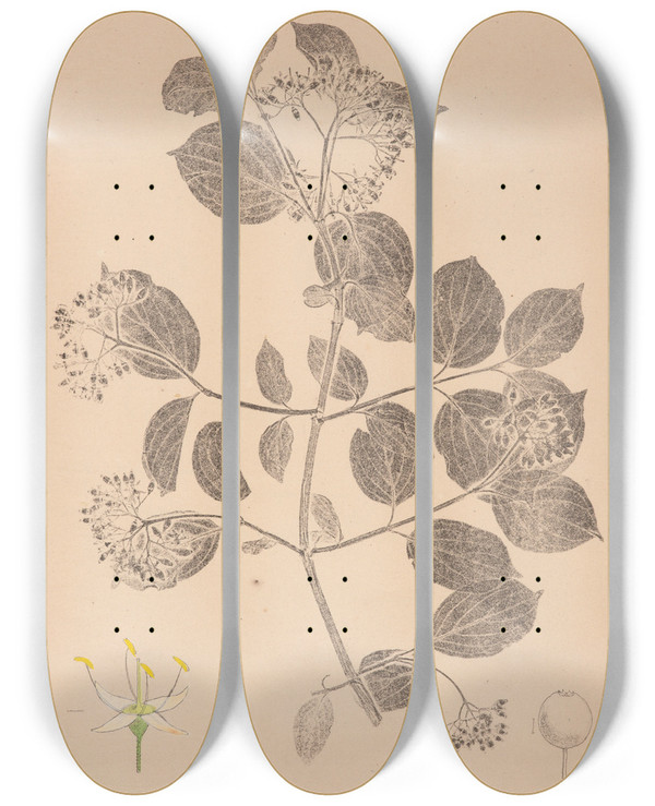 Triptych art skateboard deck of Louis Antoine Cusin Herbier De La Flore Franaise Pl0564 by Louis Antoine Cusin (1824-1901)