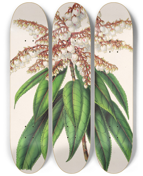 Triptych art skateboard deck of Charles Antoine Lemaire Andromeda Comarostaphylis Formosa by Charles Antoine Lemaire (1800-1871)