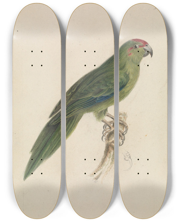 Triptych art skateboard deck of James De Carle Sowerby A Parrot_3 by James De Carle Sowerby