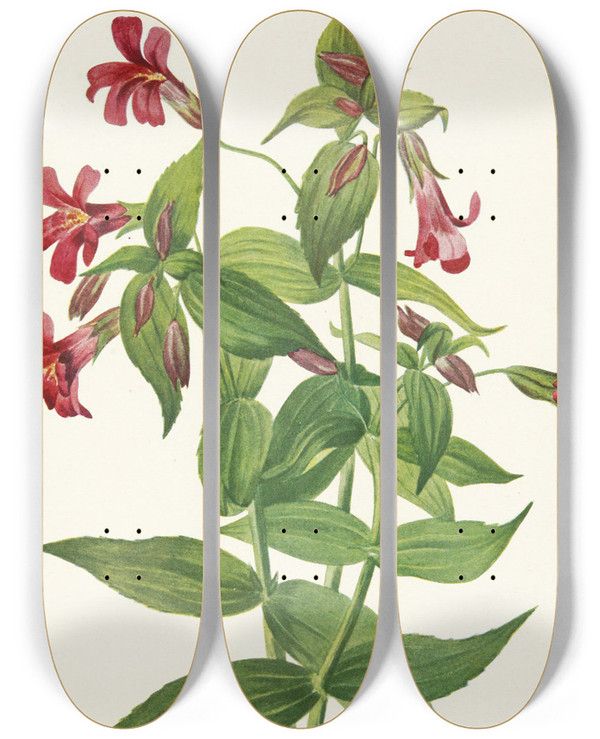 Triptych art skateboard deck of Mary Vaux Walcott Lewis Monkeyflower Mimulus Lewisii by Mary Vaux Walcott (1860-1940)