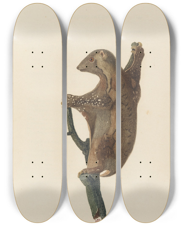 Triptych art skateboard deck of Jeanbaptiste Audebert Le Galopithque Varie by Jean-Baptiste Audebert (1759-1800)