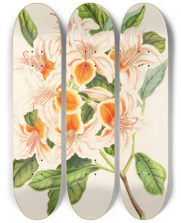 Triptych art skateboard deck of Charles Antoine Lemaire Azalea Magnifica by Charles Antoine Lemaire (1800-1871)