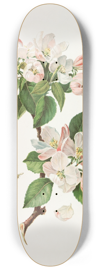 Alois Lunzer - Apple Blossoms and Bees 8.25 inch art skate deck
