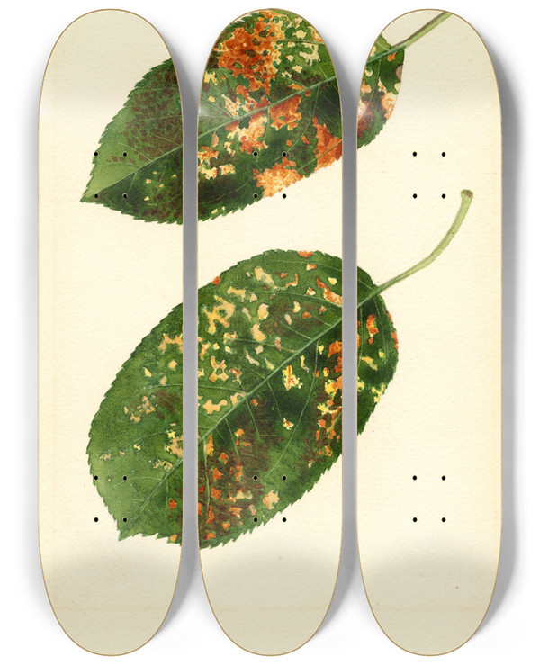 Triptych art skateboard deck of James Marion Shull Malus Domestica Gravenstein by James Marion Shull (1872-1948)