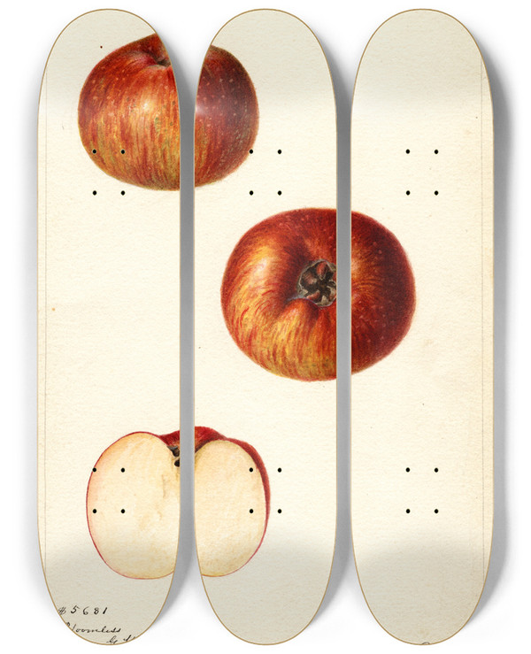 Triptych art skateboard deck of Deborah Griscom Passmore Malus Domestica Bloomless by Deborah Griscom Passmore (1840-1911)