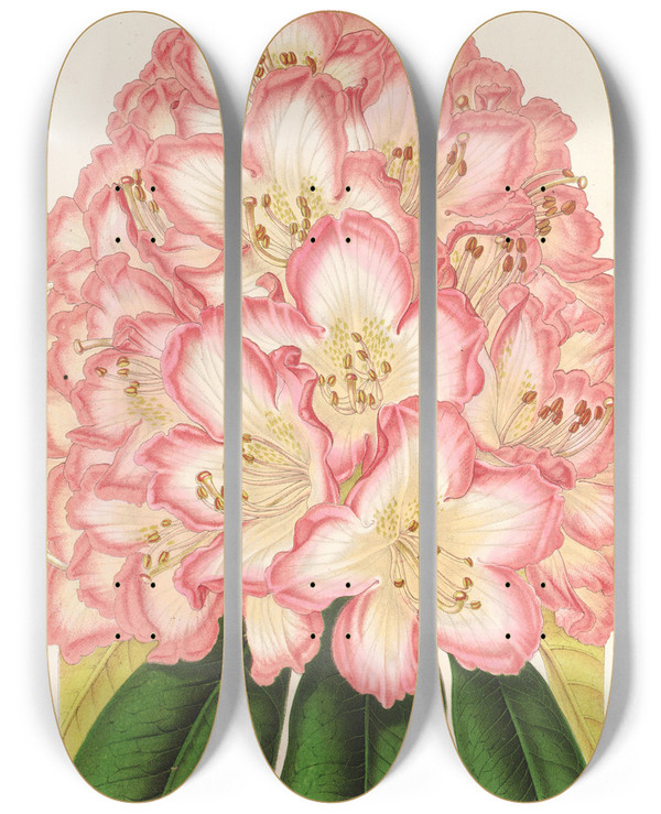 Triptych art skateboard deck of Charles Antoine Lemaire Rhododendrum Comte De Gomer by Charles Antoine Lemaire (1800-1871)