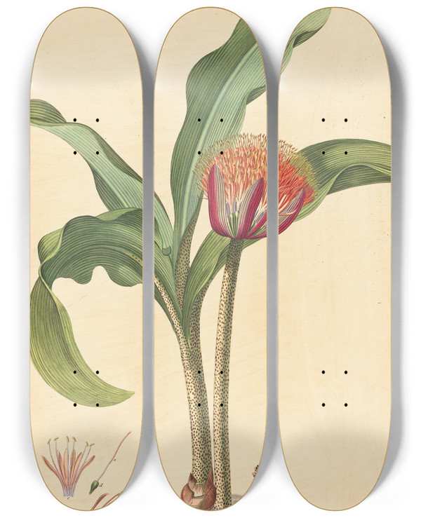 Triptych art skateboard deck of Johannes Jacob Haid Haemanthus by Johann Jacob Haid (1704-1767)