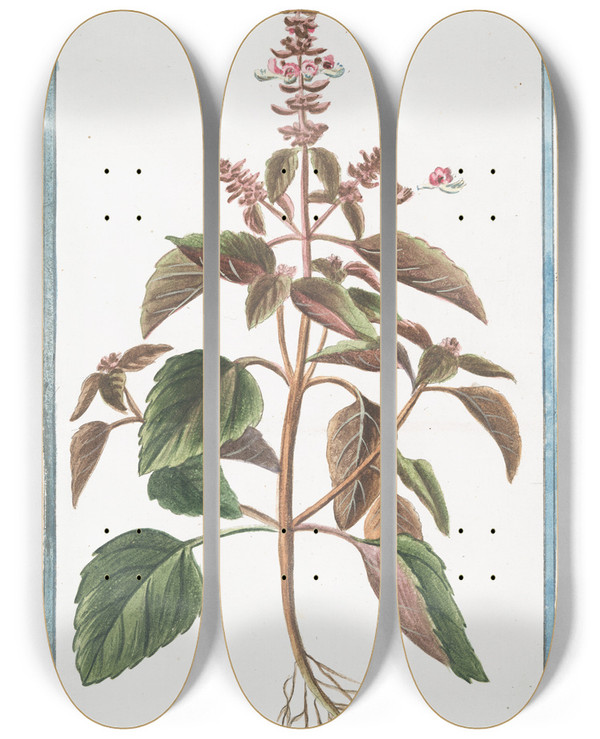 Triptych art skateboard deck of Giorgio Bonelli Ocimum Foliis Ex Viridi Violaceis Dentatis Floribus Suave Rubentibus Basilico Sanguigno Basillic Basil by Giorgio Bonelli (1742-1782)