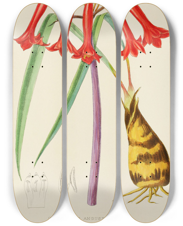 Triptych art skateboard deck of Illtyd Buller Poleevans Cyrtanthus Augustifolius by Illtyd Buller Pole-Evans (1879-1968)