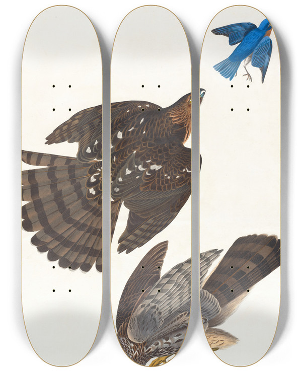 Triptych art skateboard deck of John James Audubon Stanley Hawk by John James Audubon (1785-1851)