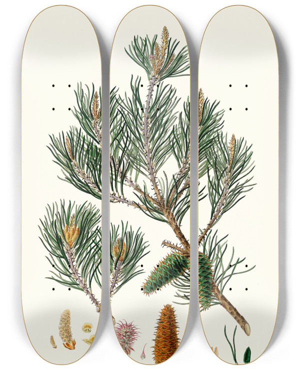 Triptych art skateboard deck of Aylmer Bourke Lambert Pinus Inops Jersey Pine by Aylmer Bourke Lambert (1761-1842)
