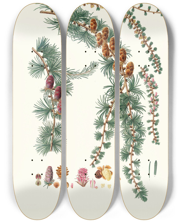 Triptych art skateboard deck of Aylmer Bourke Lambert Pinus Pendula Black Larch by Aylmer Bourke Lambert (1761-1842)