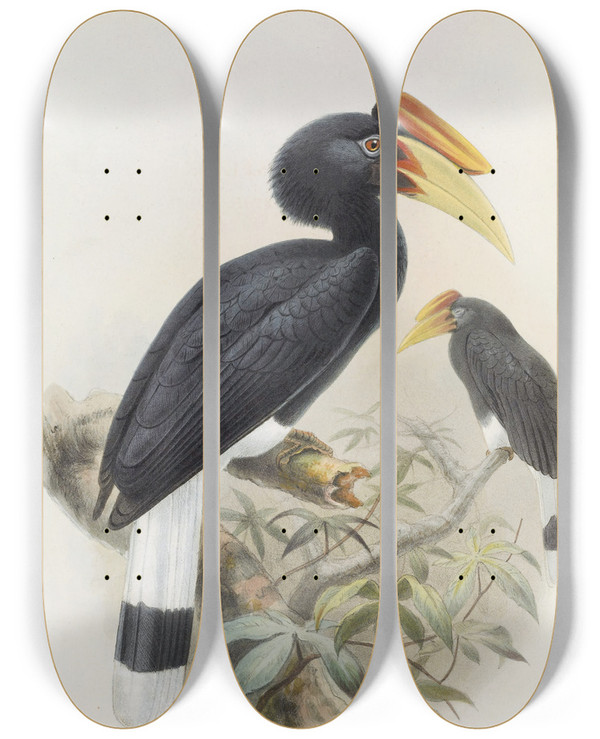 Triptych art skateboard deck of Daniel Giraud Elliot Buceros Sylvestris by Daniel Giraud Elliot (1835-1915)