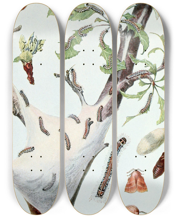 Triptych art skateboard deck of Robert Evans Snodgrass The Tent Caterpillar by Robert Evans Snodgrass (1875-1962)