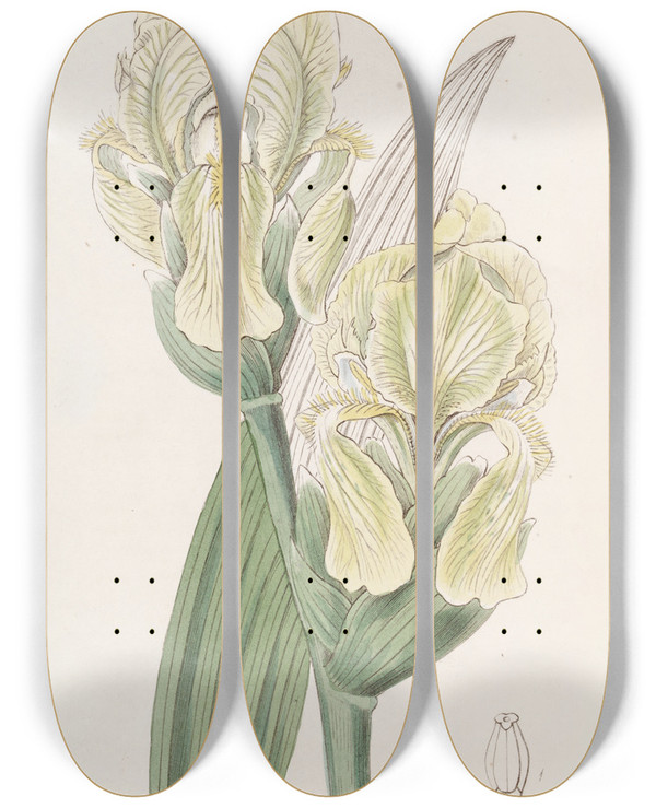 Triptych art skateboard deck of Sydenham Edwards Imbricated Iris by Sydenham Edwards (1768-1819)