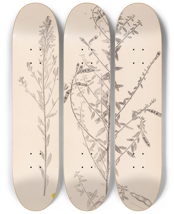 Triptych art skateboard deck of Louis Antoine Cusin Herbier De La Flore Franaise Pl0178 by Louis Antoine Cusin (1824-1901)