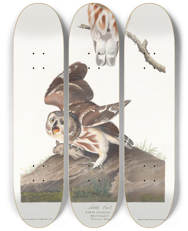 Triptych art skateboard deck of John James Audubon Little Owl by John James Audubon (1785-1851)