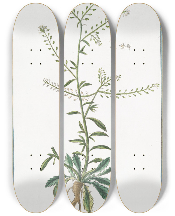 Triptych art skateboard deck of Giorgio Bonelli Lepidium Sive Tberis Herbacea Foliis Lanceolatis Acuminatis Tberis Garden Cress by Giorgio Bonelli (1742-1782)