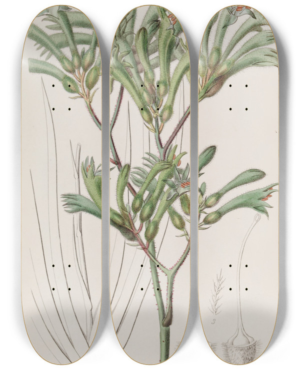 Triptych art skateboard deck of Sydenham Edwards Yellowhaired Amigozanthus by Sydenham Edwards (1768-1819)