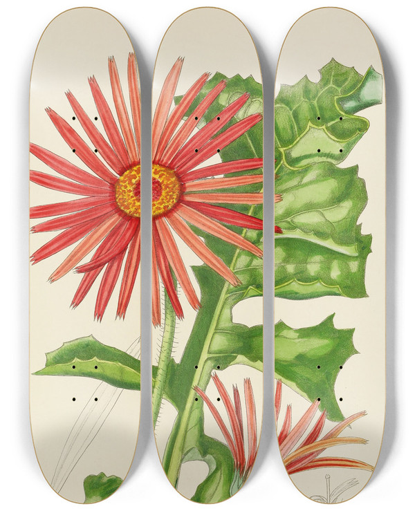 Triptych art skateboard deck of Illtyd Buller Poleevans Gerbera Jamesoni by Illtyd Buller Pole-Evans (1879-1968)