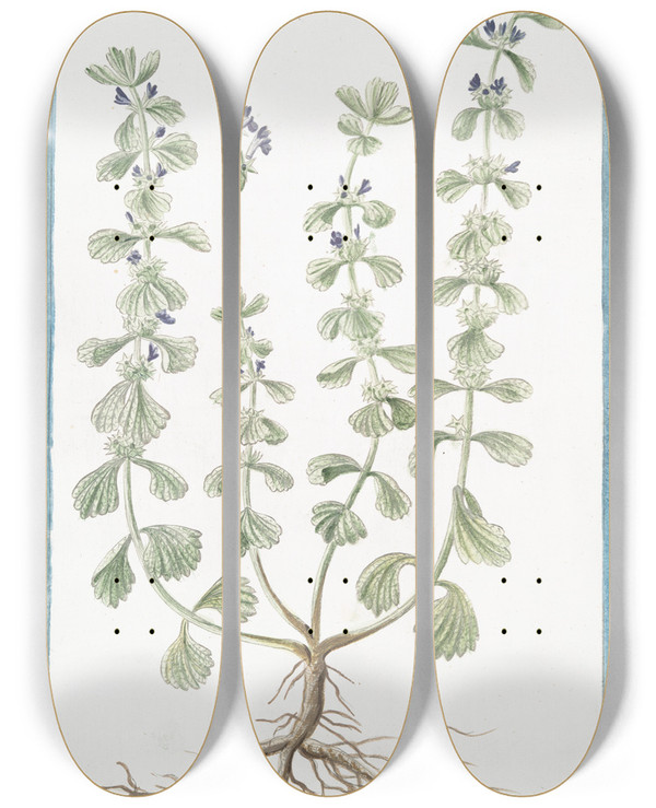 Triptych art skateboard deck of Giorgio Bonelli Marrubiastrum Vulgare Sideritis Alsines Trissaginis Folio Sideritis Marrubiastro Ironwort by Giorgio Bonelli (1742-1782)
