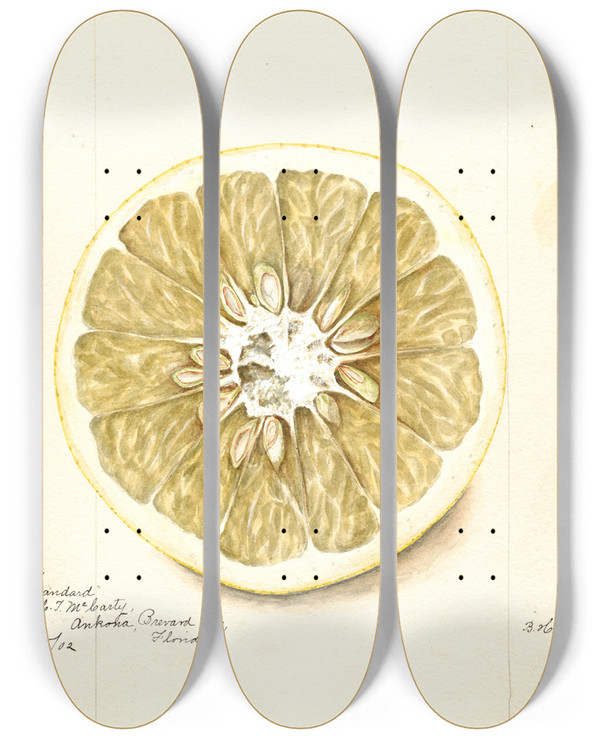 Triptych art skateboard deck of Bertha Heiges Citrus Paradisi Standard by Bertha Heiges (1866-1956)