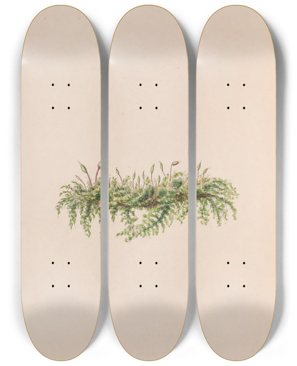 Triptych art skateboard deck of John Stevens Henslow Mistletoe by John Stevens Henslow (1796-1861)