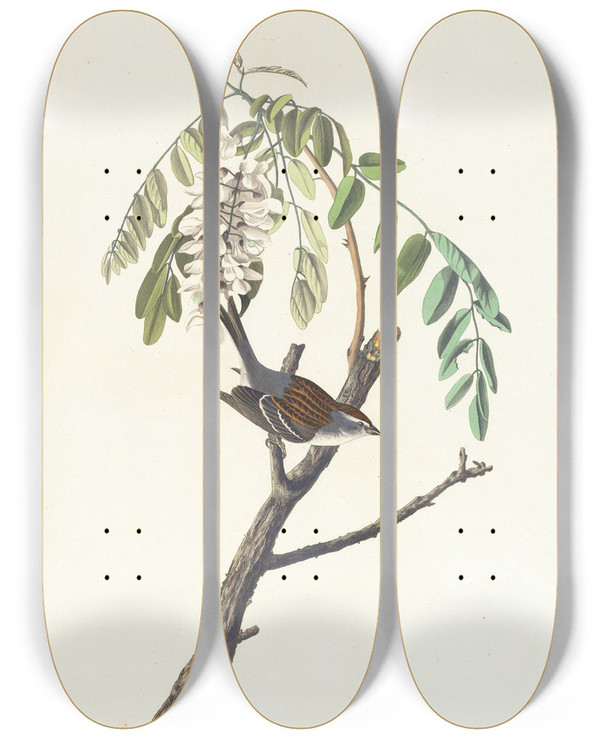 Triptych art skateboard deck of John James Audubon Chipping Sparrow by John James Audubon (1785-1851)