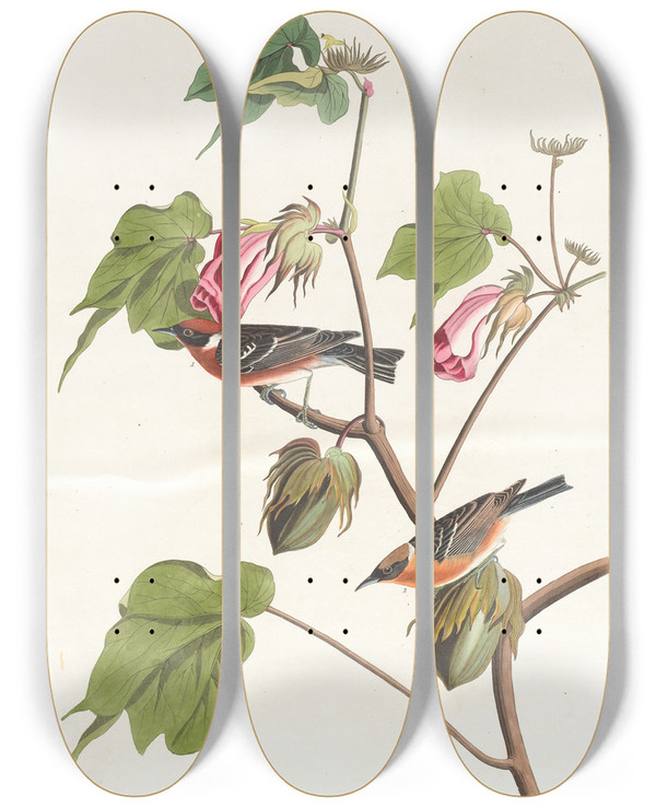 Triptych art skateboard deck of John James Audubon Baybreasted Warbler by John James Audubon (1785-1851)