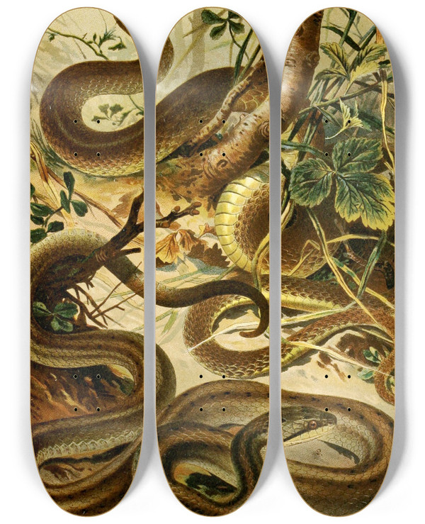 Triptych art skateboard deck of Bruno Drigen Coluber Aeskulapii Coronella Austriaca by Bruno Durigen (1853-1930)