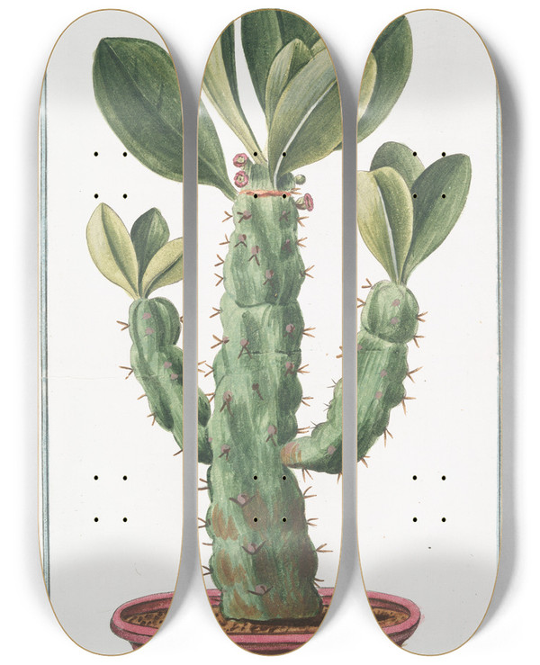 Triptych art skateboard deck of Giorgio Bonelli Tithymalus Aizooidesarborescens Caudce Angulari Spinosus Nerii Foliis Euphorbiospinosum Ample Nerii Folio Euforbio Euphorbe by Giorgio Bonelli (1742-1782)