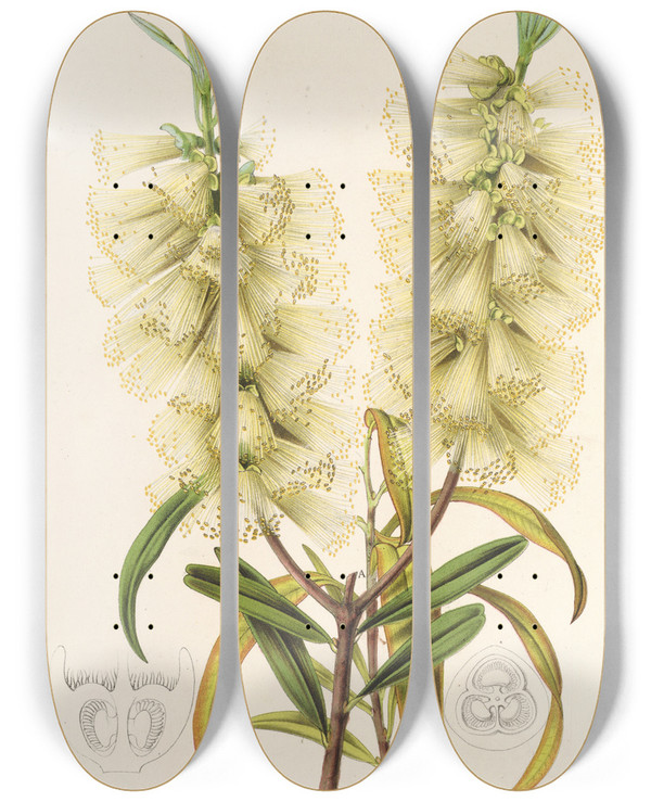 Triptych art skateboard deck of Charles Antoine Lemaire Callistemon Amnus by Charles Antoine Lemaire (1800-1871)