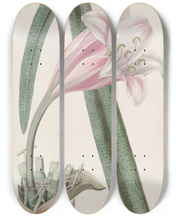 Triptych art skateboard deck of Sydenham Edwards Rosecoloured Changeable Crinum by Sydenham Edwards (1768-1819)