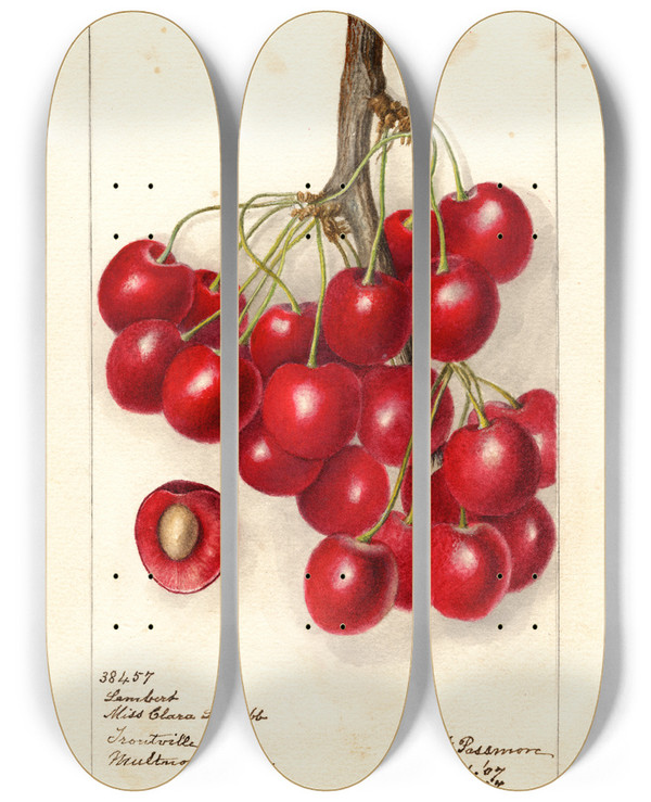 Triptych art skateboard deck of Deborah Griscom Passmore Prunus Avium Lambert by Deborah Griscom Passmore (1840-1911)