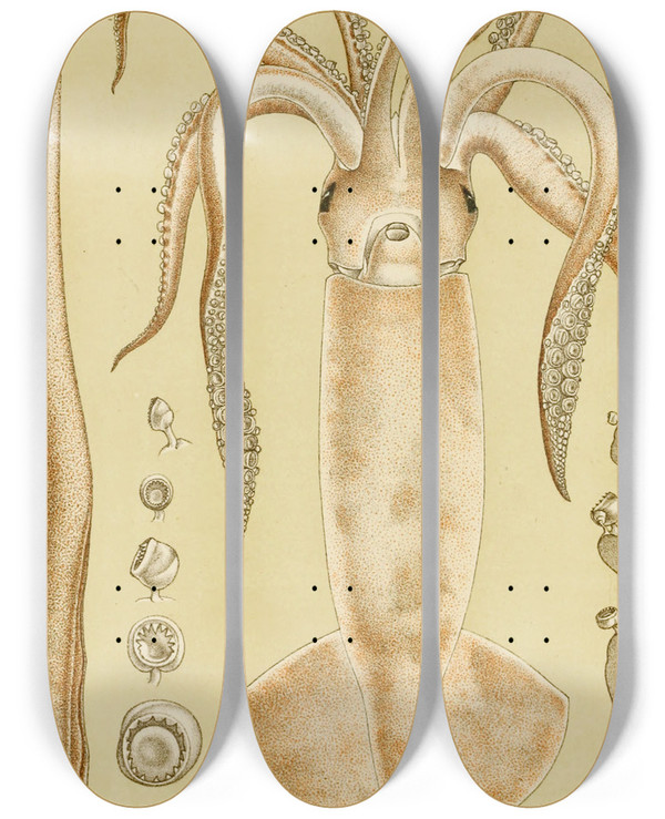 Triptych art skateboard deck of Frederick Mccoy Mollusca I by Frederick Mccoy (1817-1899)