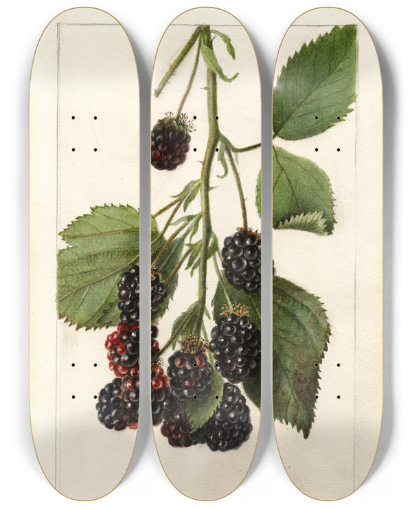 Triptych art skateboard deck of Deborah Griscom Passmore Rubus Blowers_1 by Deborah Griscom Passmore (1840-1911)