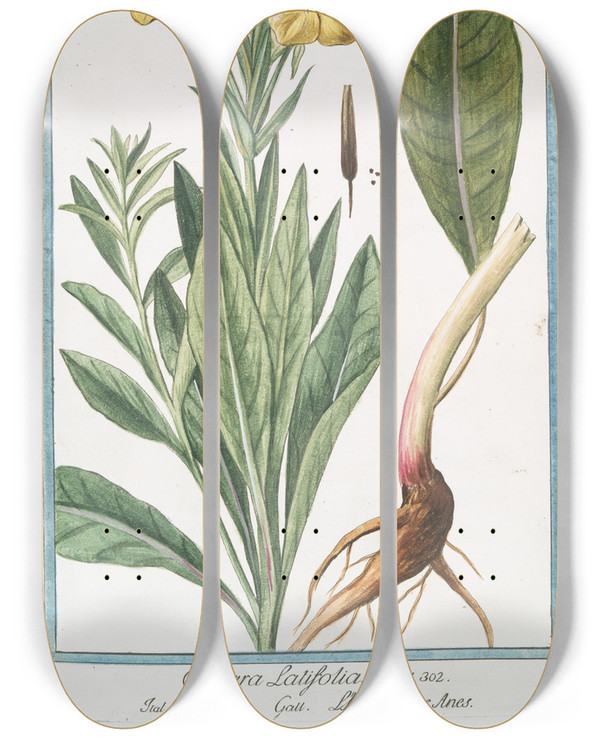 Triptych art skateboard deck of Giorgio Bonelli Onagra Latifolia Onagra Lherbe Aux Anes Primerose by Giorgio Bonelli (1742-1782)