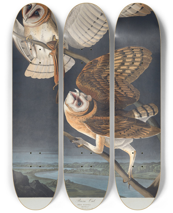 Triptych art skateboard deck of John James Audubon Barn Owl by John James Audubon (1785-1851)