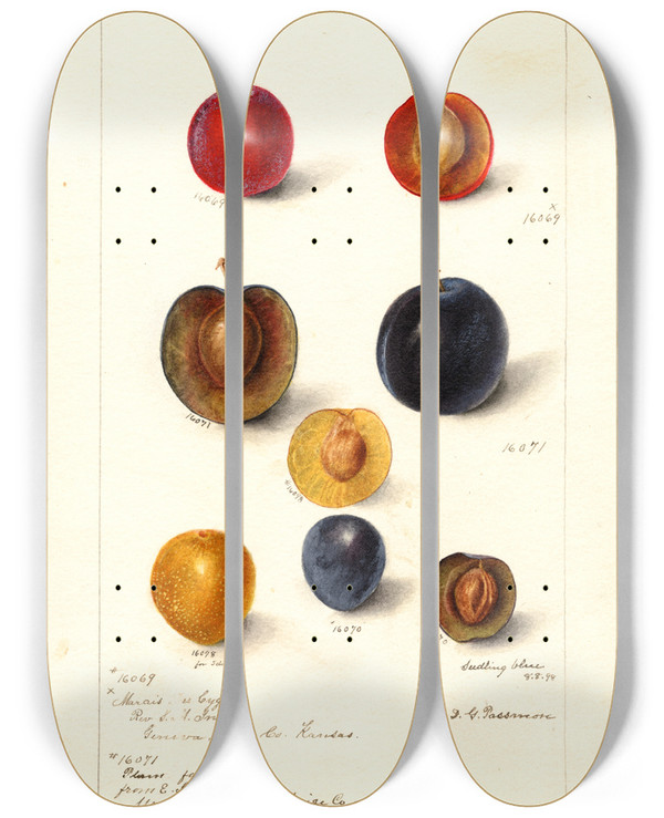 Triptych art skateboard deck of Deborah Griscom Passmore Prunus Domestica_1 by Deborah Griscom Passmore (1840-1911)