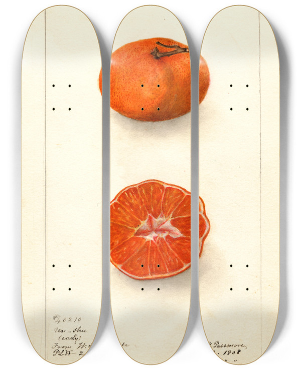 Triptych art skateboard deck of Deborah Griscom Passmore Citrus Sinensis Early Unshu by Deborah Griscom Passmore (1840-1911)
