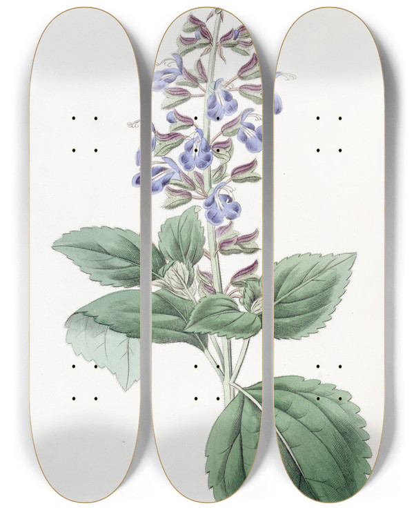 Triptych art skateboard deck of Sydenham Edwards Leafy Mexican Sage by Sydenham Edwards (1768-1819)