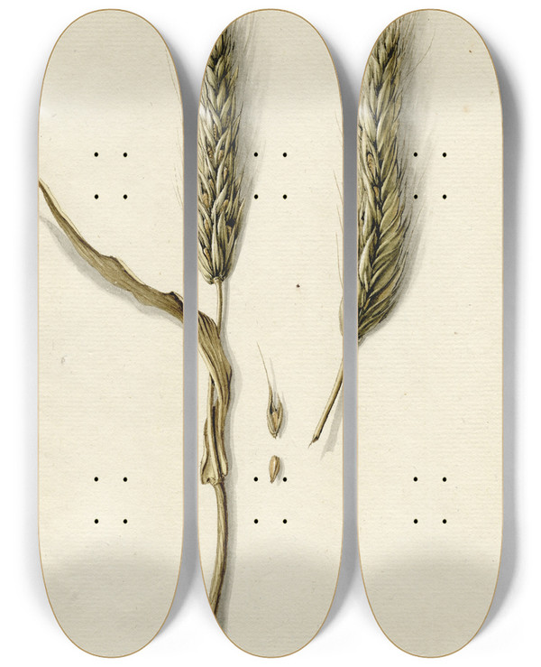 Triptych art skateboard deck of Barend Hendrik Thier Rijpe Rogge by Barend Hendrik Thier (1751-1814)