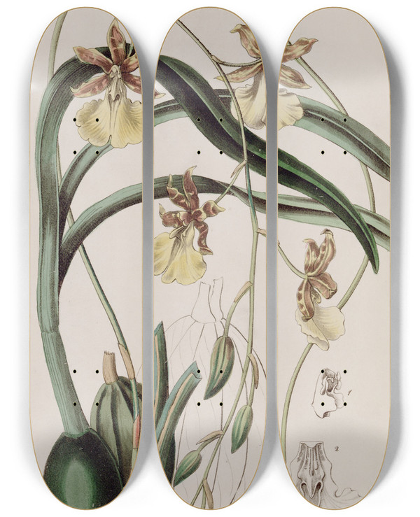 Triptych art skateboard deck of Sydenham Edwards Threadstalked Curvelip by Sydenham Edwards (1768-1819)
