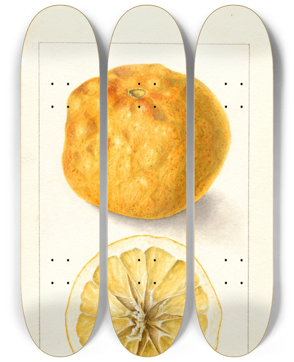 Triptych art skateboard deck of Bertha Heiges Citrus Sinensis Washington Navel by Bertha Heiges (1866-1956)